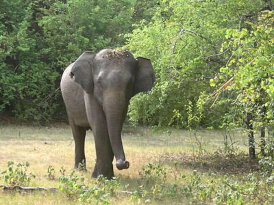 Wilpattu National Park: Private Safari