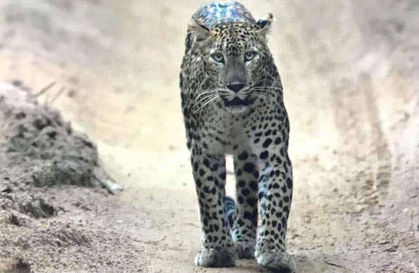 Wilpattu National Park: Private Safari - How much value do you get for $35?