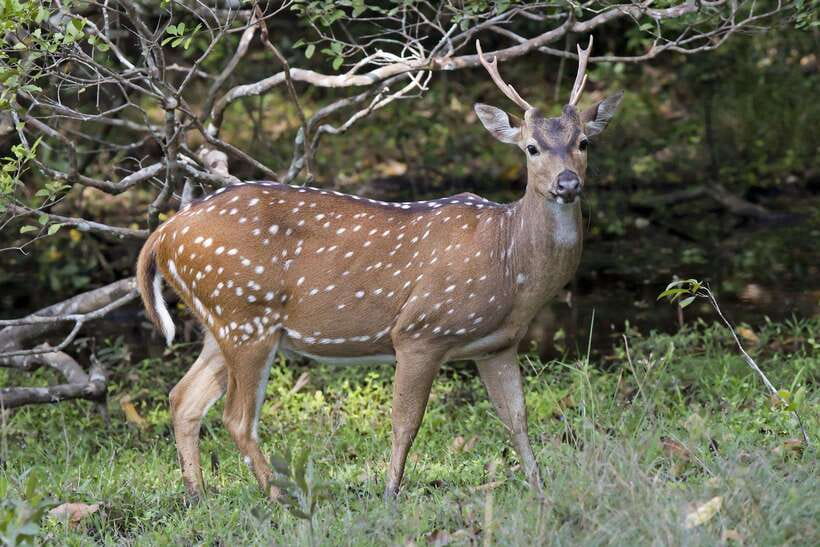 Wilpattu National Park: Private Safari - The driver can make or break the morning