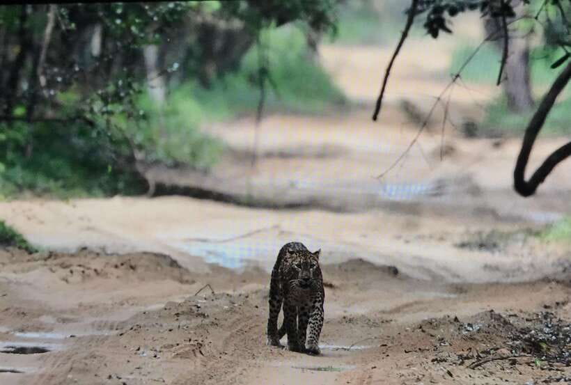 Wilpattu National Park: Private Safari - Practical details that affect your day