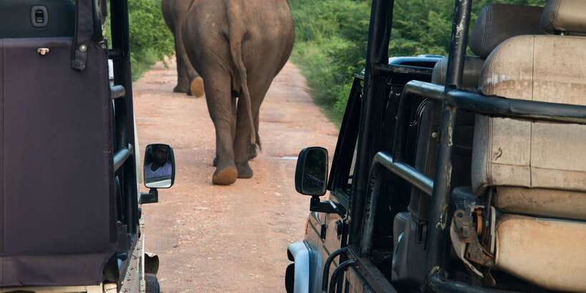 Wilpattu National Park Safari Tour from Colombo - Key points to know before booking