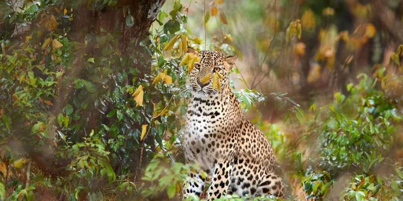 Wilpattu National Park Safari Tour from Colombo - What happens inside Wilpattu National Park
