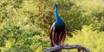 Wilpattu National Park Safari Tour from Colombo