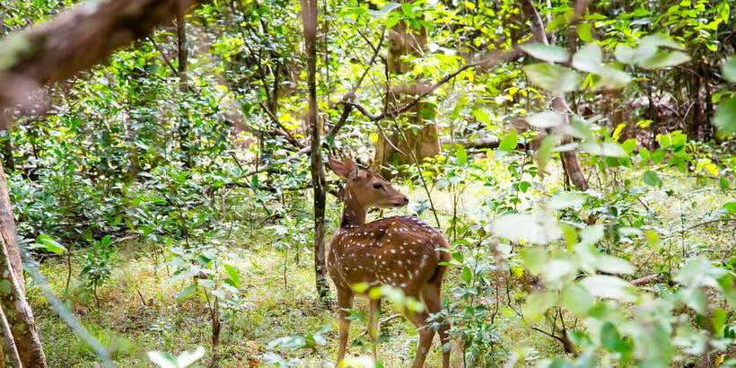 Wilpattu National Park Safari Tour from Colombo - Leopard sightings and realistic safari expectations