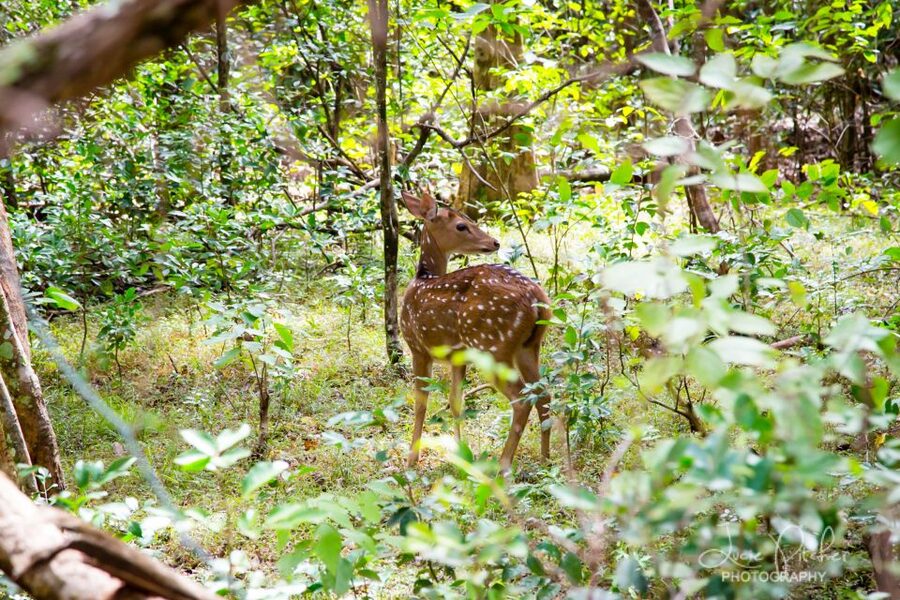 Wilpattu National Park Safari Tour from Colombo - Practical ways to make the day better