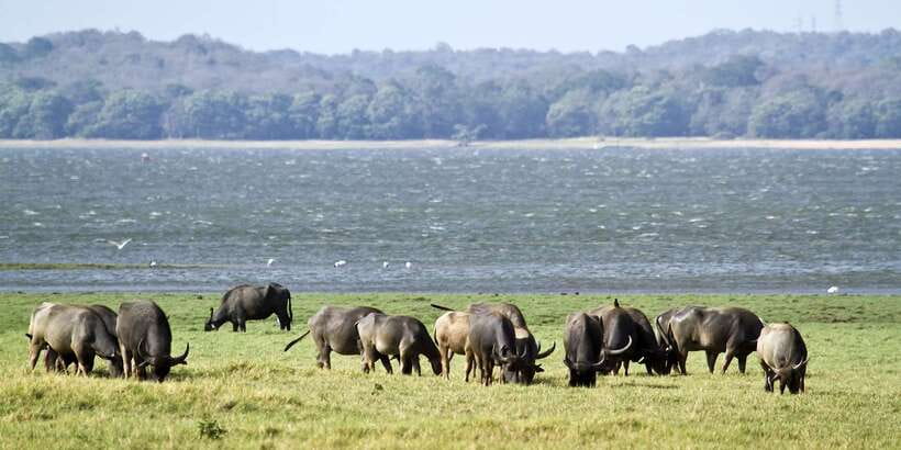 Wilpattu National Park Safari Tour from Kandy - Booking Details That Can Save You Trouble
