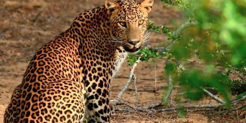 Wilpattu National Park Safari Tour from Kandy - Lunch at Puttalam Hotel, With One Important Cost Detail