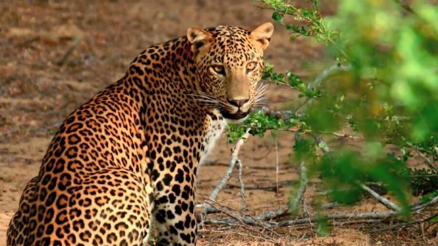 Wilpattu National Park Safari Tour from Kandy - Is $105 a Fair Price?