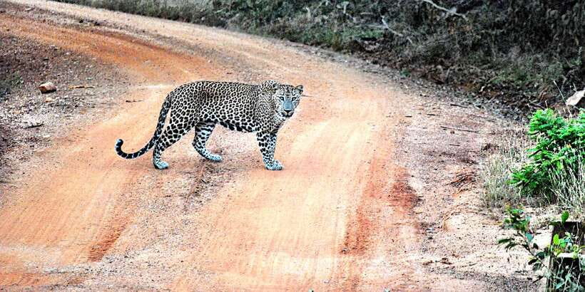 Wilpattu National Park Safari Tour from Kandy - What to Pack for the Woodland and Open Water