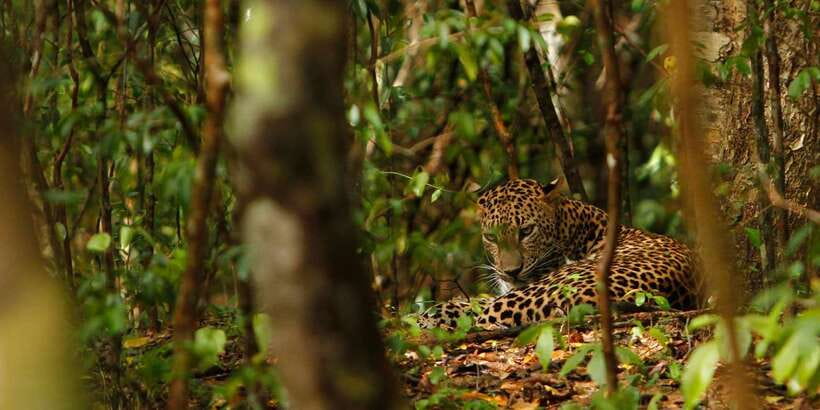 Wilpattu National Park Safari Tour from Kandy - Who Should Book This Wilpattu Day Trip?