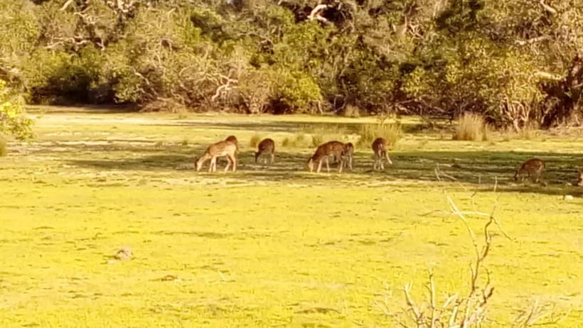 Wilpattu: Private Safari Day Trip with Lunch & Entry Fees - The driver-guide can shape the whole day