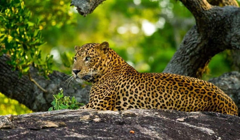 Wilpattu: Private Safari Day Trip with Lunch & Entry Fees - Simple rules that protect Wilpattu