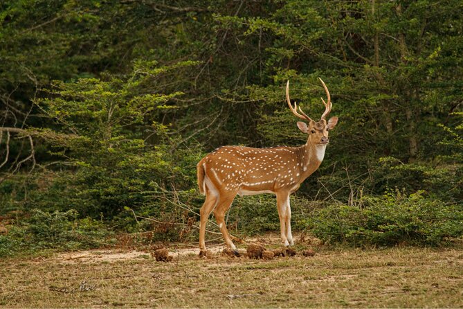 Yala 4h Jeep Safari: Guided Wildlife Experience (All Inclusive) - The picnic break and the return drive