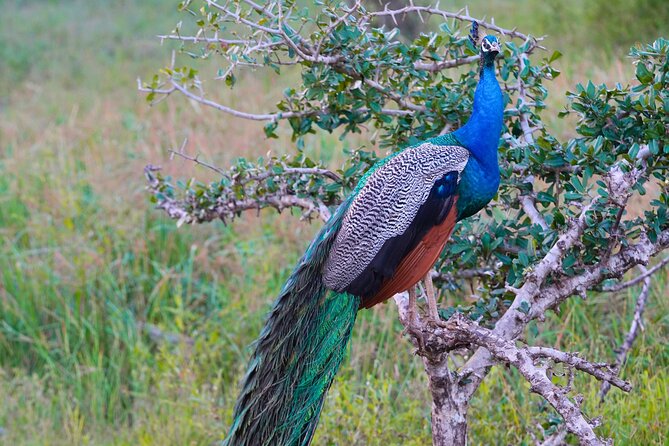 Yala 4h Jeep Safari: Guided Wildlife Experience (All Inclusive) - What the service record tells you