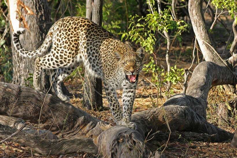 Yala: All Inclusive Overnight Glamping and Safari - The Main Strengths and Weak Spots