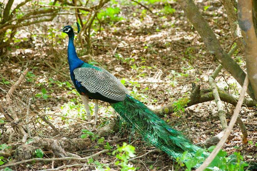 Yala: All Inclusive Overnight Glamping and Safari - Should You Book the Overnight Safari?