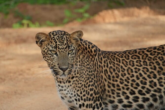 Yala and Udawalawa Safari Tour From Hambantota port - Why this safari works well from Hambantota Port