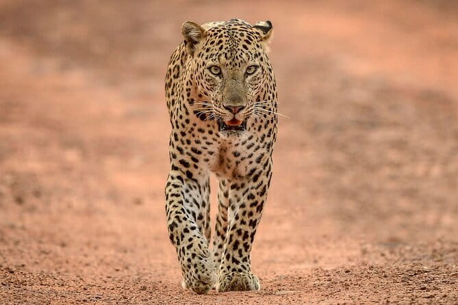 Yala and Udawalawa Safari Tour From Hambantota port - Yala National Park and the search for leopards