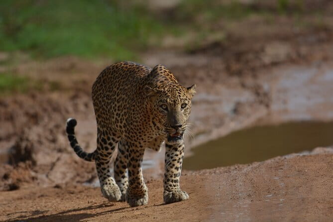 Yala Best Extended Half Day Safari By Ceylon Leopard Safari - Key points before you book