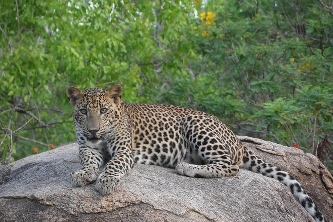Yala Best Extended Half Day Safari By Ceylon Leopard Safari - A private group changes the feel of the drive