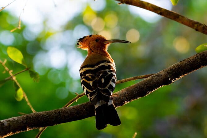 Yala Best Extended Half Day Safari By Ceylon Leopard Safari - What to bring for a better six-hour outing