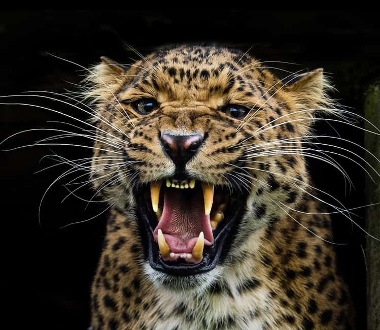 YALA BLOCK 5 & 6 (Weheragala & Lunugamwehera) Safari Tour - What this safari is really offering