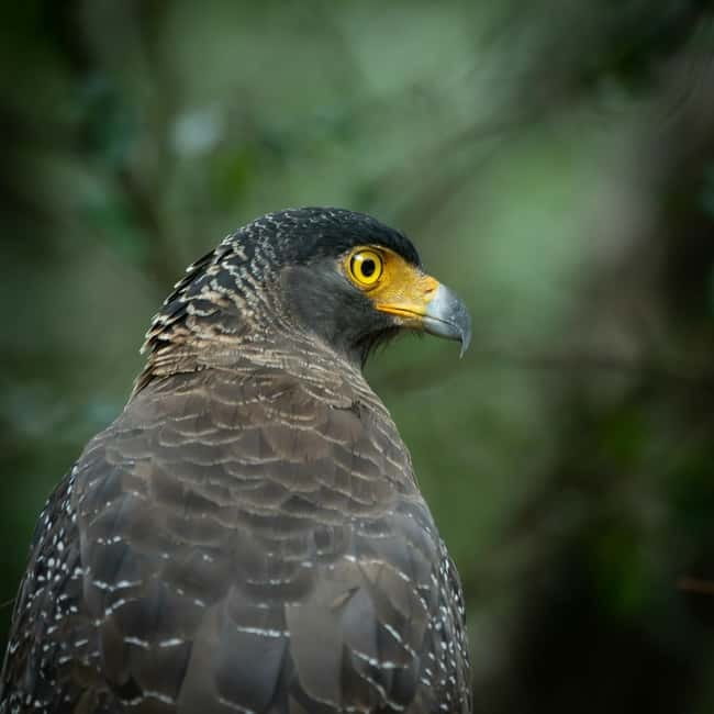 YALA BLOCK 5 & 6 (Weheragala & Lunugamwehera) Safari Tours - Key points to know before booking