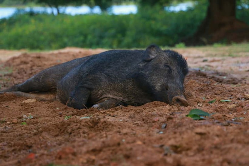 YALA BLOCK 5 & 6 (Weheragala & Lunugamwehera) Safari Tours - The main drawback: wildlife is unpredictable