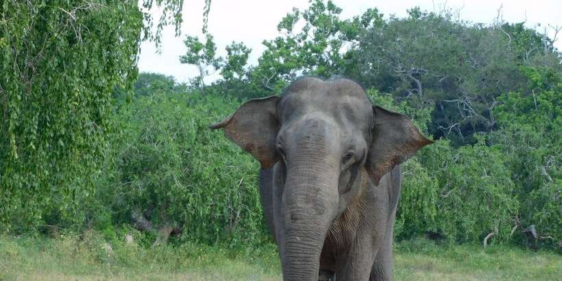 YALA BLOCK 5 & 6 (Weheragala & Lunugamwehera) Safari Tours - Inside Lunugamwehera and Weheragala National Parks