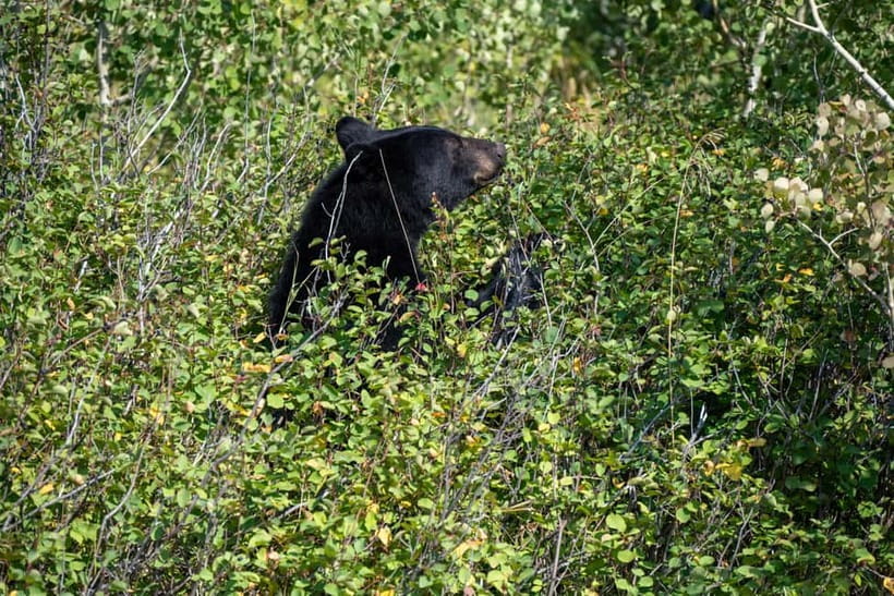 YALA BLOCK 5 & 6 (Weheragala & Lunugamwehera) Safari Tours - Leopard watching without the traffic jam