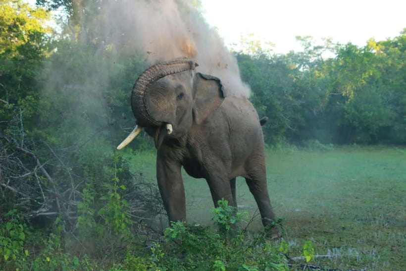 YALA BLOCK 5 & 6 (Weheragala & Lunugamwehera) Safari Tours - Elephants, birds, and the smaller discoveries