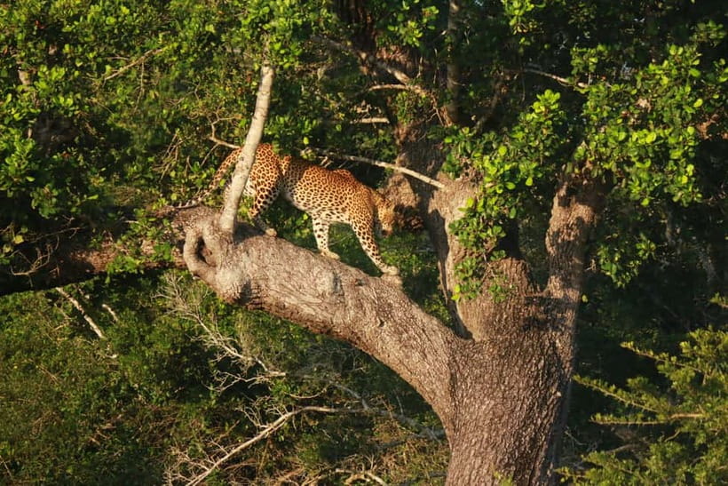 YALA BLOCK 5 & 6 (Weheragala & Lunugamwehera) Safari Tours - What the $36 price really gives you