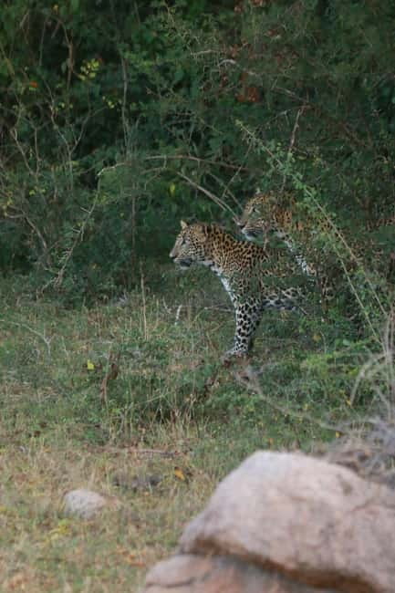 YALA BLOCK 5 & 6 (Weheragala & Lunugamwehera) Safari Tours - Comfort, guiding, and the little extras