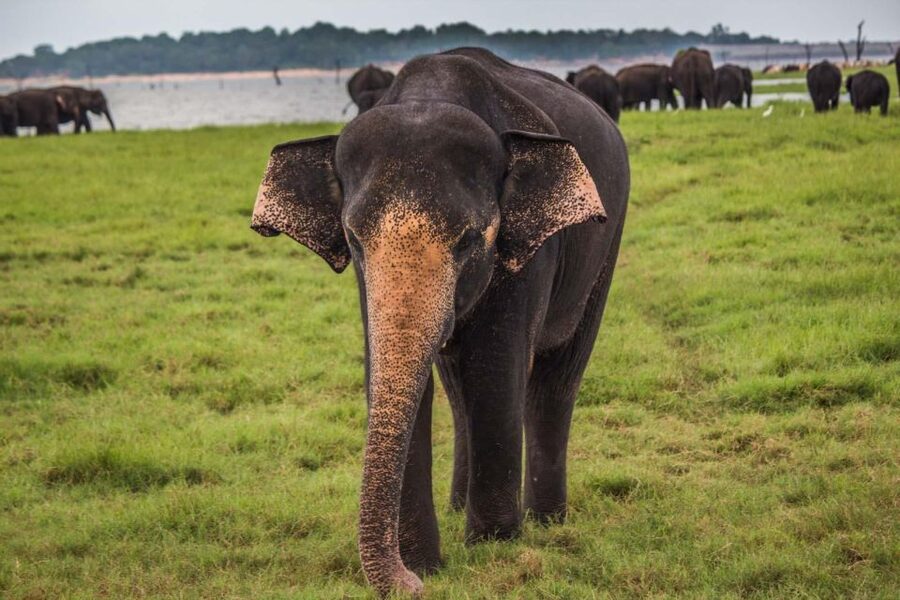 Yala Block 5: Private Morning or Evening Safari - The main problem: time and communication