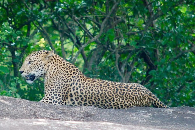 Yala Camping by Ajith Safari All Inclusive - Dinner beneath the night sky