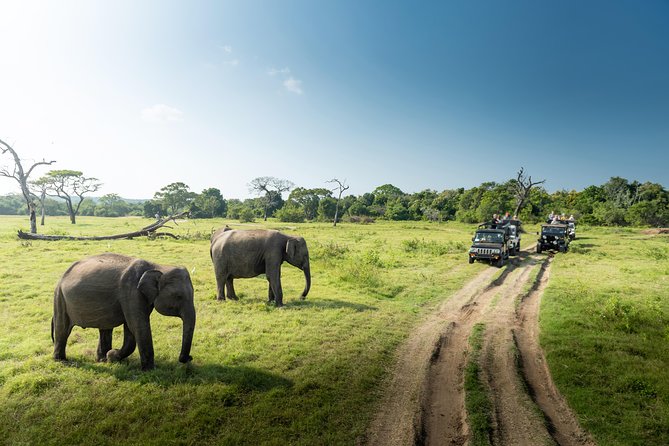 Yala Full day Leopard Safari Tour with Picnic Lunch - Why a full day makes sense in Yala