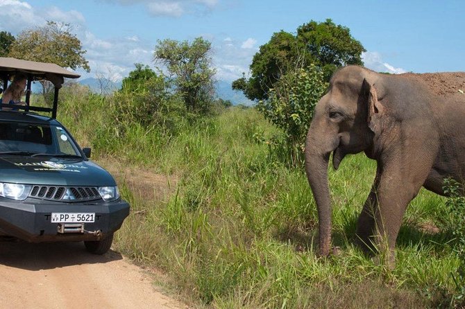 Yala Full day Leopard Safari Tour with Picnic Lunch - Elephants, leopards, and the thrill of waiting