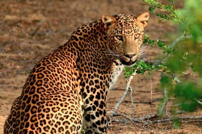 Yala Full Day Safari with Picnic Lunch - Private & All Inclusive - Key points before you book