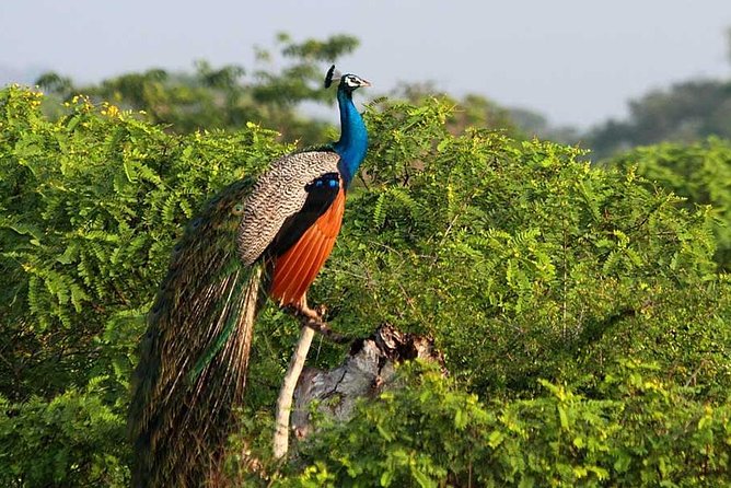 Yala Full Day Safari with Picnic Lunch - Private & All Inclusive - Lunch, water, and the missing breakfast
