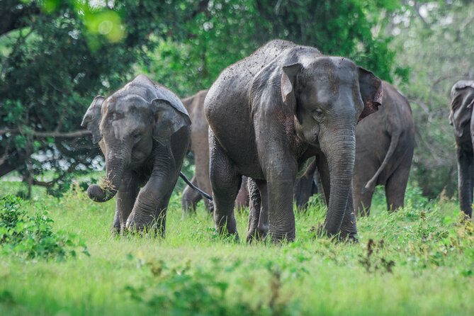 Yala Half Day Safari from Hambantota Port Shore Excursion - A private 4WD ride, with some rough-road tradeoffs