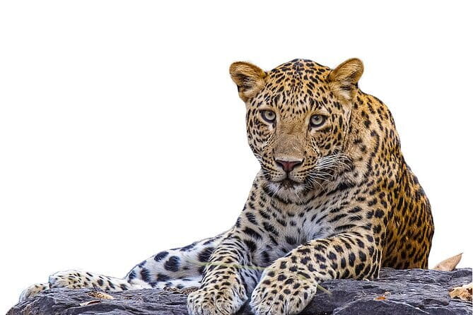 Yala Mk Safari Tour & Taxi Service - Why Yala National Park is worth your time