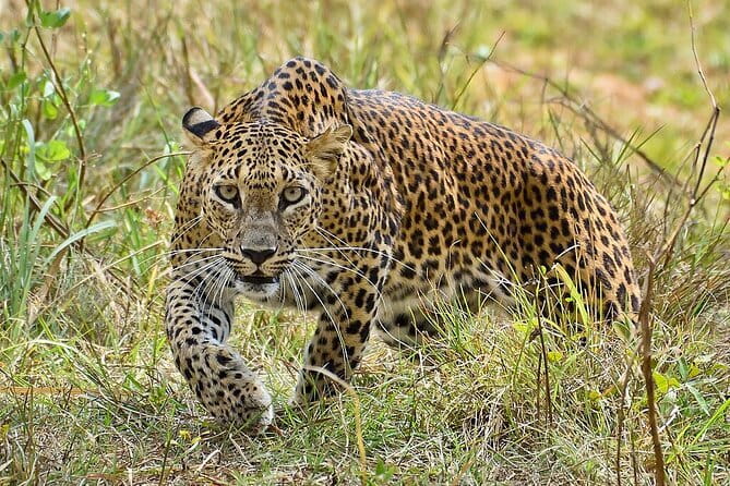 Yala Mk Safari Tour & Taxi Service - Inside the park, expect a search rather than a fixed route