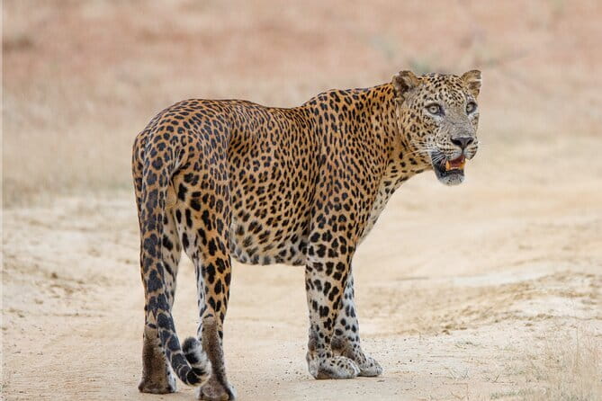 Yala Mk Safari Tour & Taxi Service - The wildlife you are most likely to appreciate