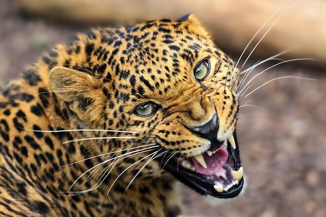 Yala Mk Safari Tour & Taxi Service - Driver-guide quality makes or breaks the outing