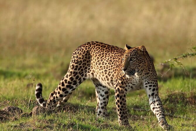 Yala Mk Safari Tour & Taxi Service - What happens at the Yala National Park entrance