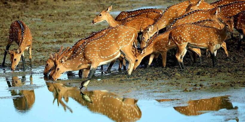 Yala: Morning or Afternoon All-inclusive Private Safari - Who should book this Yala safari?