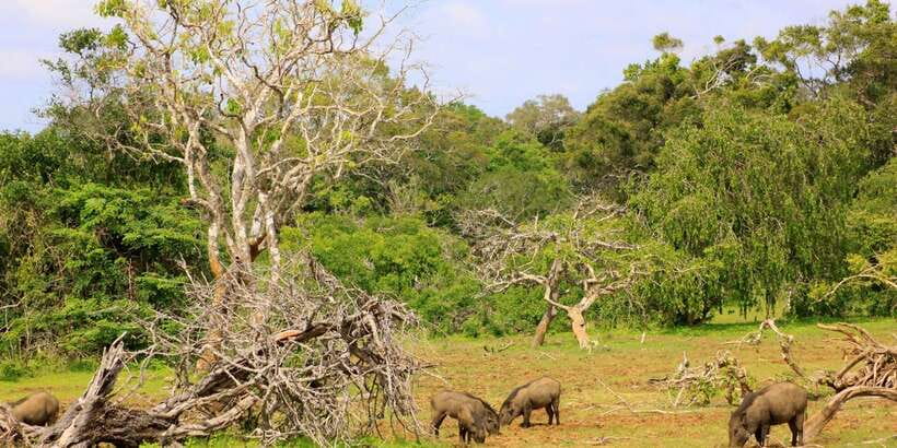 Yala: Morning or Afternoon All-inclusive Private Safari - The animals you may see beyond leopards