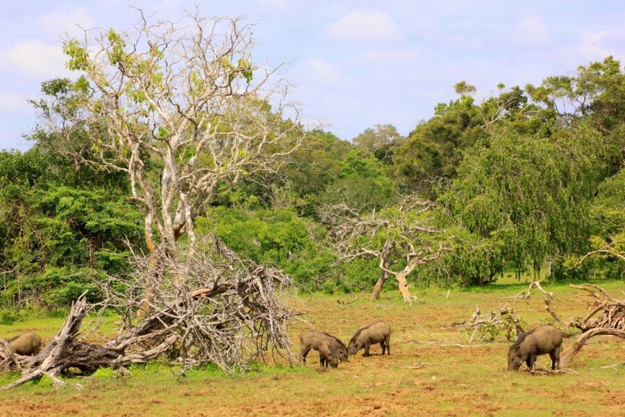 Yala: Morning or Afternoon All-inclusive Private Safari - Afternoon or morning: choosing the better departure