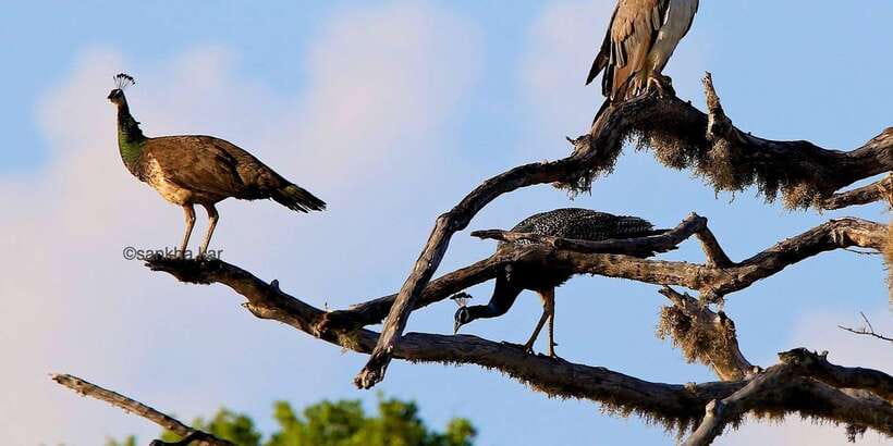 Yala: Morning or Afternoon All-inclusive Private Safari - Is $90 per person a fair price?