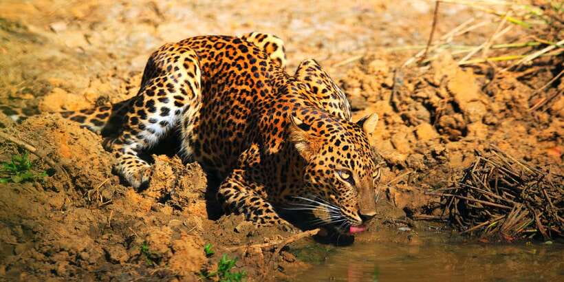 Yala: Morning or Afternoon All-inclusive Private Safari - Your pickup from Yala, Tissamaharama, or Hambantota